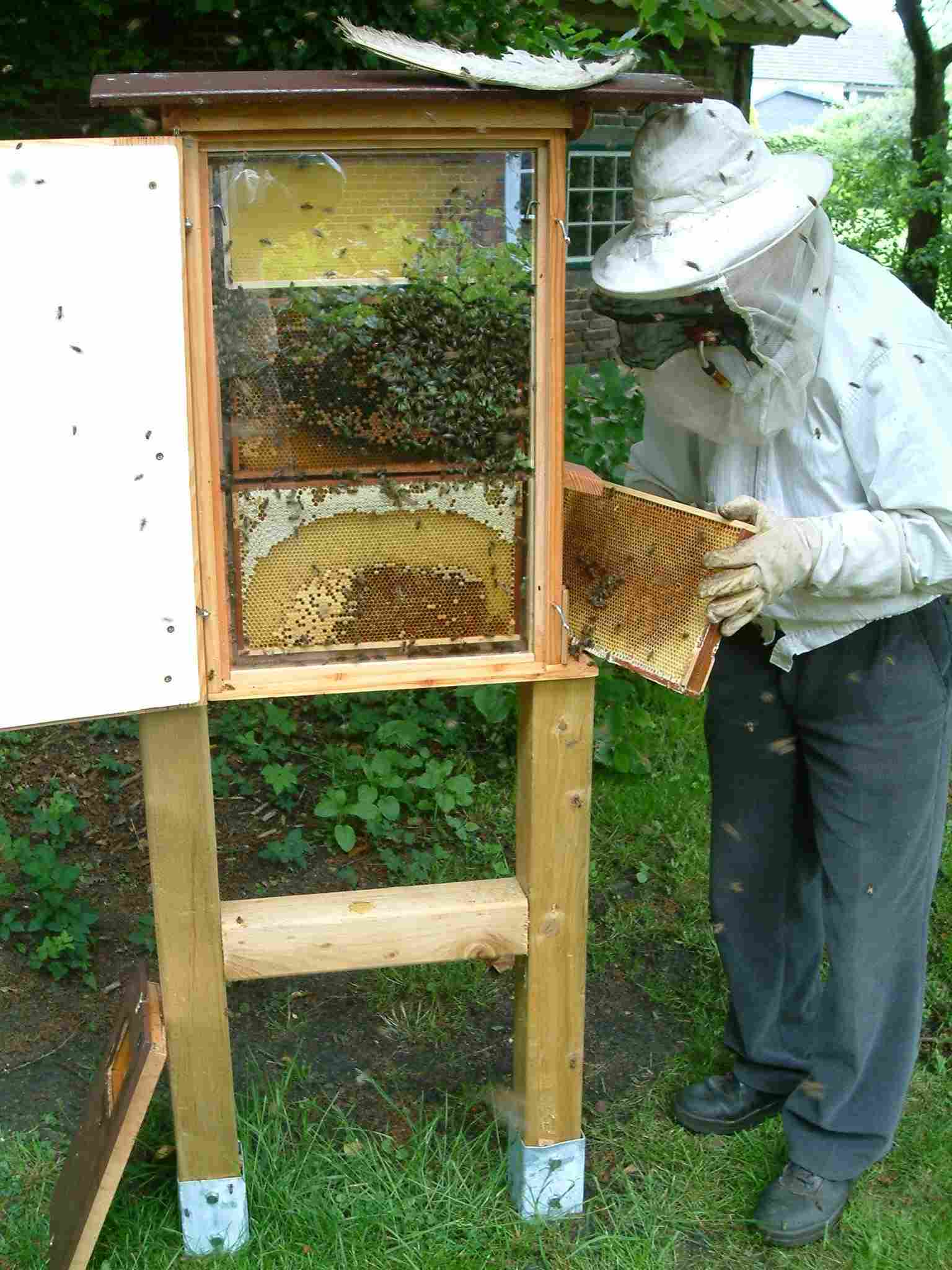 Bienenschaukasten DN